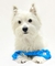 Mordedor Osso de Borracha para pet | Luxus Dog - loja online