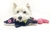 Brinquedo pelúcia com corda para pet | Luxus Dog na internet
