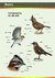 aves de las sierras centrales de argentina - comprar online