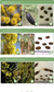 Imagen de Manual de cultivo y forestación de especies nativas para el centro de Argentina