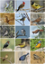Libro de Figuritas de Aves del Centro de Argentina en internet