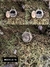 Collar la Magia del Bosque HOBBIT Modelo 10 - Bronce detalles en alpaca- Cadena 50 cm