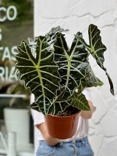 ALOCASIA XXG