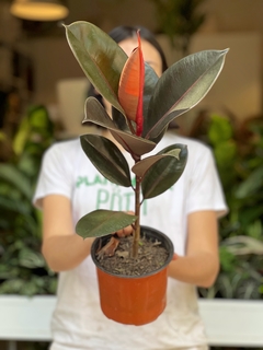 FICUS ELÁSTICA CABERNET - comprar online