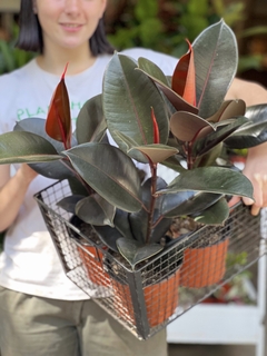 FICUS ELÁSTICA CABERNET