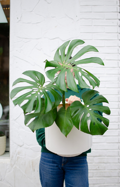 CLEO 3 + MONSTERA DELICIOSA - comprar online