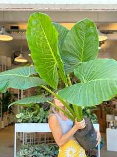 ALOCASIA ODORA - comprar online