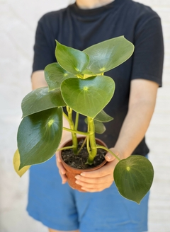 PEPEROMIA RAINDROP - comprar online