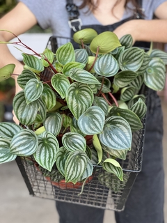 PEPEROMIA WATERMELON