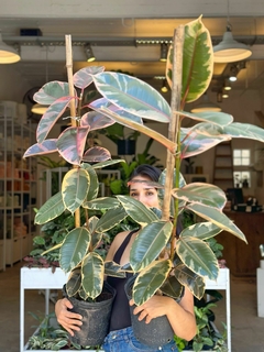 FICUS ELÁSTICA RUBÍ