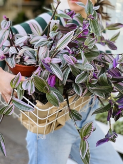 TRADESCANTIA TRICOLOR - comprar online