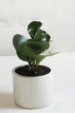 DUO MINI CILINDRO CON PLATO + PEPEROMIA - tienda online