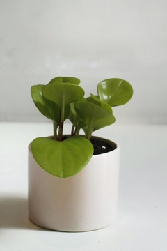 DUO MINI CILINDRO CON PLATO + PEPEROMIA en internet