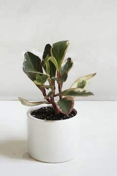 DUO MINI CILINDRO CON PLATO + PEPEROMIA - POTIT - Tienda Online