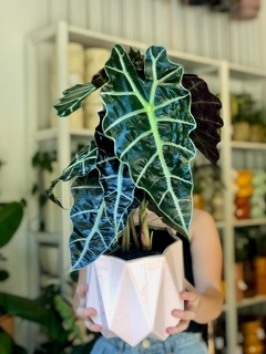 DÚO ORIGAMI G + ALOCASIA AMAZÓNICA