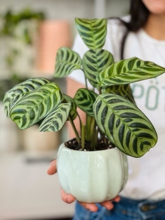 MACETA FLORITA + CALATHEA PUERTORIQUEÑA