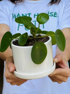 MINI CILINDRO CON PLATO + PILEA