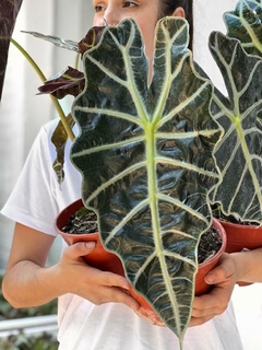 ALOCASIA AMAZÓNICA