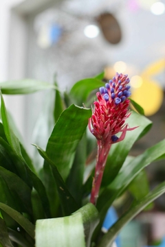 DÚO MACETA MEXICO + BROMELIA - comprar online