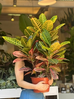 CROTON GIGANTE