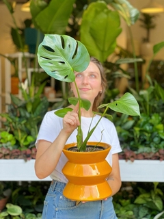 DÚO MACETA SCALATA + MONSTERA BABY