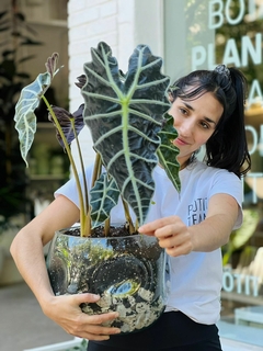 DUO ALOCASIA AMAZONICA + MACETA AMORFA CRISTAL GRANDE