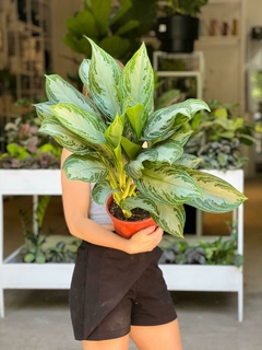 AGLAONEMA - comprar online