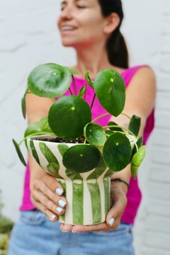 DUO CUPULA MIRO + PILEA - comprar online