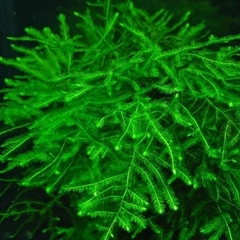 Taxiphyllum sp. spiky moss - Aquaplante