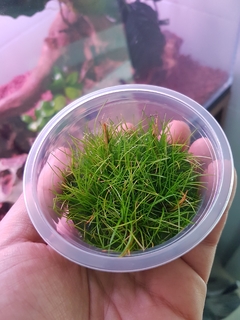 Eleocharis sp. Japan Aquaplante