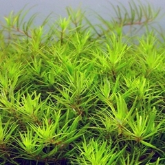 Limnophila sp. Vietnan Aquaplante