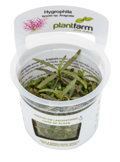 Hygrophila Lancea Araguaia - PlantFarm - comprar online