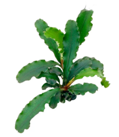 Bucephalandra Sintang - PlantFarm - comprar online