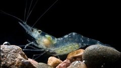 Camarão Fantasma - Shrimps Aquarismo