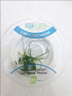 Anubia barteri var. nana petite - Aquaplante