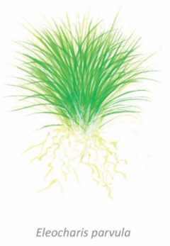 Eleocharis Parvula - PlantFarm - comprar online