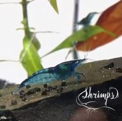 Camarão Fantasy Blue Dream - Shrimps Aquarismo