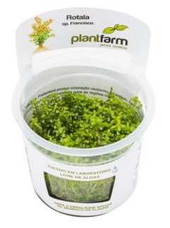 Rotala sp. Francisco - PlantFarm - comprar online