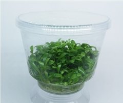 Glossostigma Elatinoides - Aquaplante - comprar online