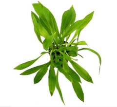 Helanthium Quadricostatus Echinodorus - Aquaplante - comprar online