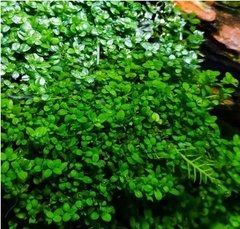 Hemianthus Callitrichoides 'Cuba' - Aquaplante