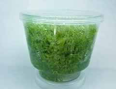 Hemianthus Micranthemoides - Aquaplante - comprar online