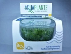 Hemianthus Micranthemoides - Aquaplante na internet