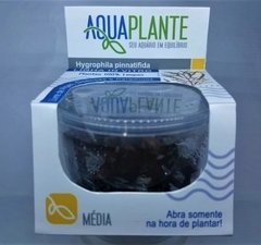 Hygrophila Pinnatifida Aquaplante na internet