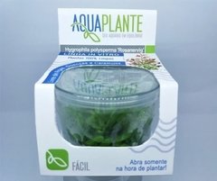 Hygrophila Polysperma 'Rosanervig' Aquaplante na internet