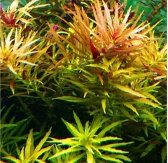 Limnophila Hippuroides Aquaplante - comprar online