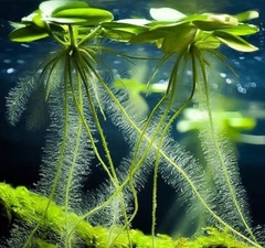 Limnobium Iaevigatum Aquaplante - comprar online