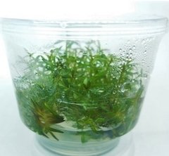Ludwigia Arcuata- Aquaplante - comprar online
