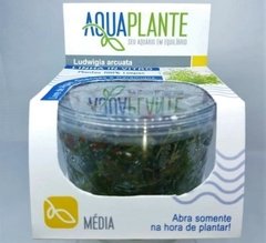 Ludwigia Arcuata- Aquaplante na internet