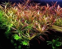 Ludwigia Arcuata- Aquaplante